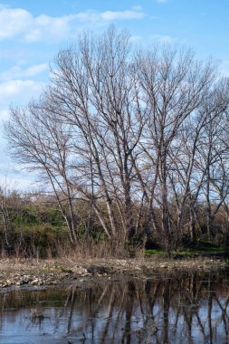 Gölün sudaki yansıması olan bir ağacın dikey görüntüsü.