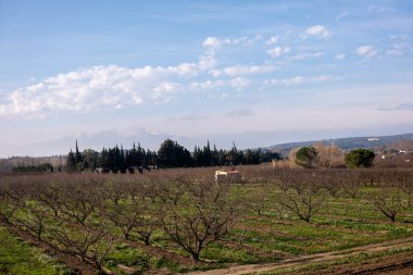 Meyve bahçesinde elma ağaçları