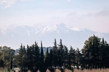 Ormandaki güzel bir ağaç görüntüsü.