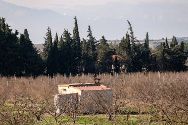 Ağaçların arka planında terk edilmiş bina