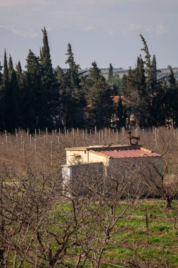 İsrail 'in kuzeyindeki kırsal bir arazide bir üzüm bağının manzarası