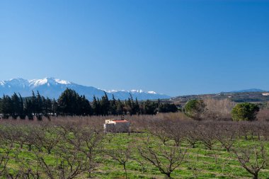 Dağlardaki zeytin ağaçlarının manzarası