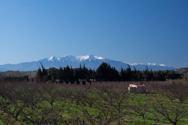 Granada, Endülüs 'teki Akdeniz bahçesinde zeytin ağacı ve çiçekler