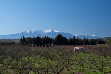 Bahçedeki zeytin ağaçları.