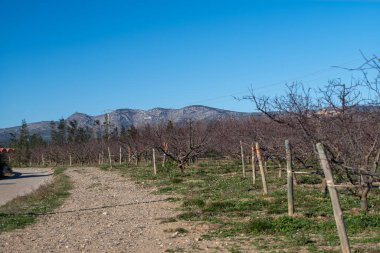 Arka planda kiraz çiçekleri olan meyve bahçesinde çalışan çiftçi.