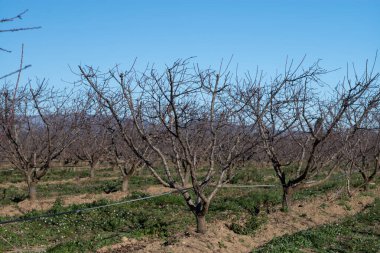 İlkbaharda ağaçlı elma bahçesi