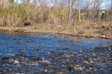 Nehir ağaçların arasından akıyor.