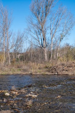 Ormandaki nehrin güzel bir görüntüsü