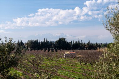 Arkasında ağaç olan güzel bir tarla manzarası.