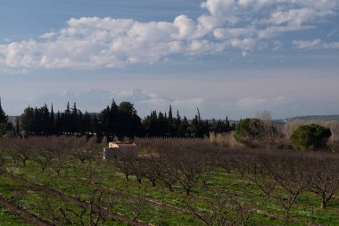 Mavi gökyüzü olan bir üzüm bağı manzarası
