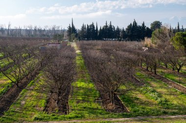 Bahçelerdeki yeşil yapraklı ağaçlar