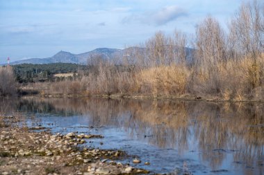Güneş ışığının altındaki ağaçlarla çevrili bir gölün dikey görüntüsü.