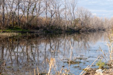 Kuru otlarla çevrili güzel bir göl görüntüsü.