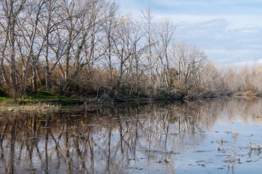 Gölün gölündeki suyun yansıması. Arka planda ağaçlar, sonbaharda.
