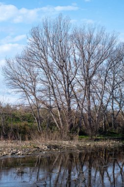 Bahar mevsiminde ağaç ve nehir
