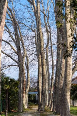 Arka planda ağaçlar olan güzel bir park görüntüsü.