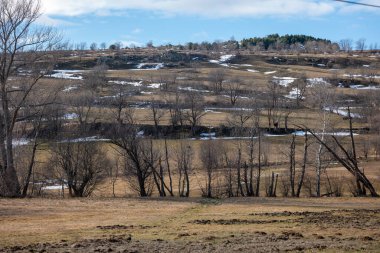 bir tarlası ve küçük bir ağacı olan bahar manzarası