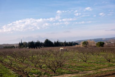Arka planda ağaçlarla dolu bir bahçe mavi gökyüzü bulutlu..