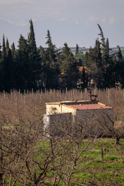 Zeytin ağaçları ve çiçekler