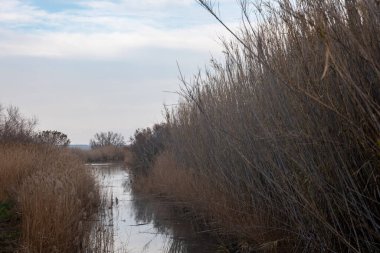 Ağaçlarla çevrili nehrin güzel bir görüntüsü.