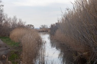 Nehrin manzarası İsrail 'in kırsal kesiminde.