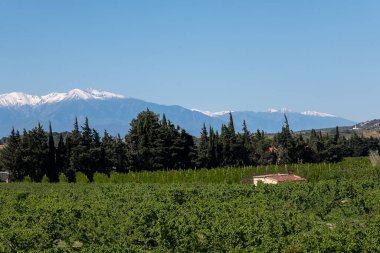 Kuzey Kıbrıs 'ta güzel bir yaz günü manzarası.