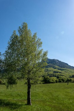 Yeşil ağaçların çayır.