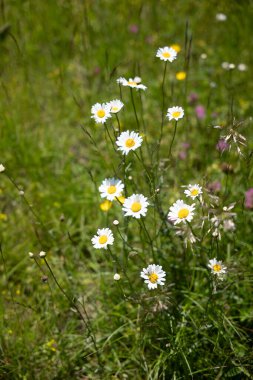 Bahçedeki güzel çiçekler