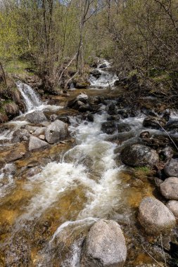 Ormanda akan suyun olduğu bir akarsuyun dikey görüntüsü.