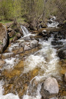 Ormandaki dağ deresi, doğa