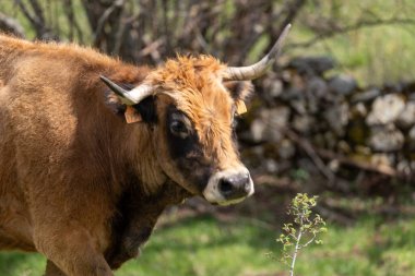 Kırsaldaki yeşil tarlada boynuzlu bir inek.