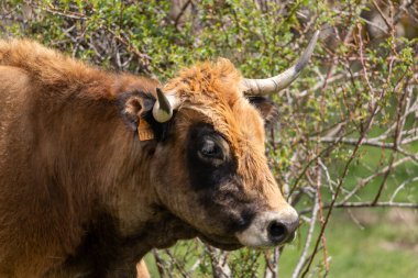 Çayırdaki bir ineğin portresini kapat..