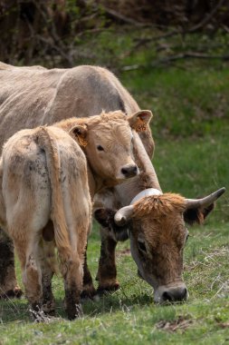 Bir inek sürüsü otlakta otluyor..