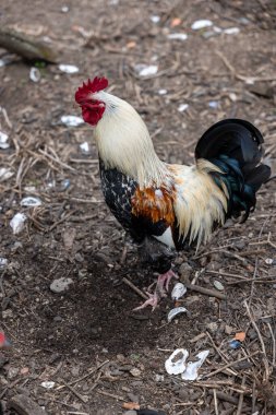 Çiftlikteki tavuk