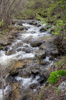 Yeşilliklerle çevrili güzel bir dağ nehri manzarası.