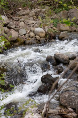 Ormandaki güzel dağ nehri