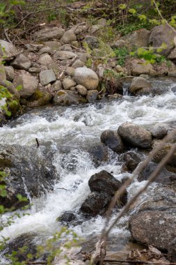 Ormandaki dağ nehri.