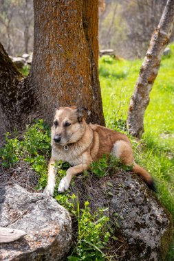 Ormandaki kayanın üzerindeki bir köpeğin dikey portresi.