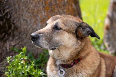 Köpek cinsi kahverengi - yeşil çimlerin üzerindeki kıllı köpek