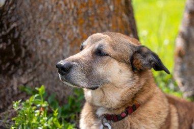 Doğadaki köpek portresi