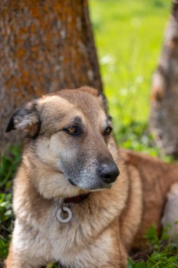 Monmonun köpek cinsi.