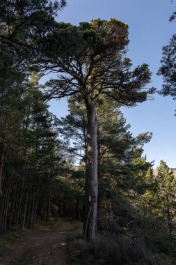 Ormandaki tepede güzel bir çam ağacı
