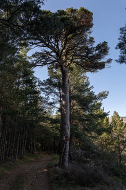 Çam ağacı olan çam ormanı