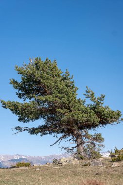 Dağlarda yalnız bir ağaç