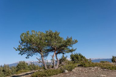 Bir çam ağacının tepesinde dağ zirvesi.