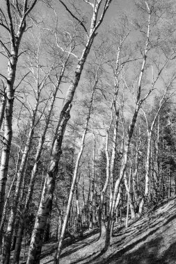 Ormandaki bir ağacın siyah beyaz fotoğrafı.