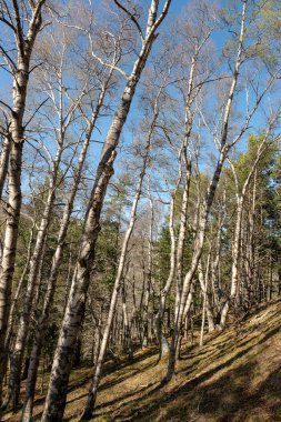 Dağlardaki güzel orman