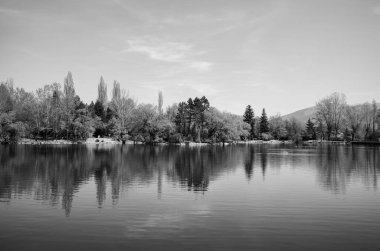 Göldeki ağaçların siyah ve beyaz manzarası