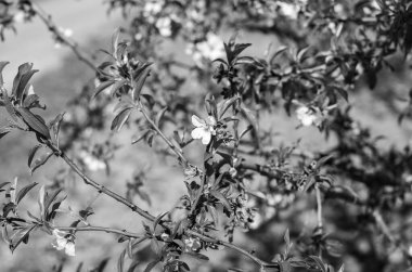 Güzel botanik fotoğrafı, doğal duvar kağıdı.