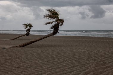Büyük Kanarya 'da kumsalda rüzgar ve rüzgar.